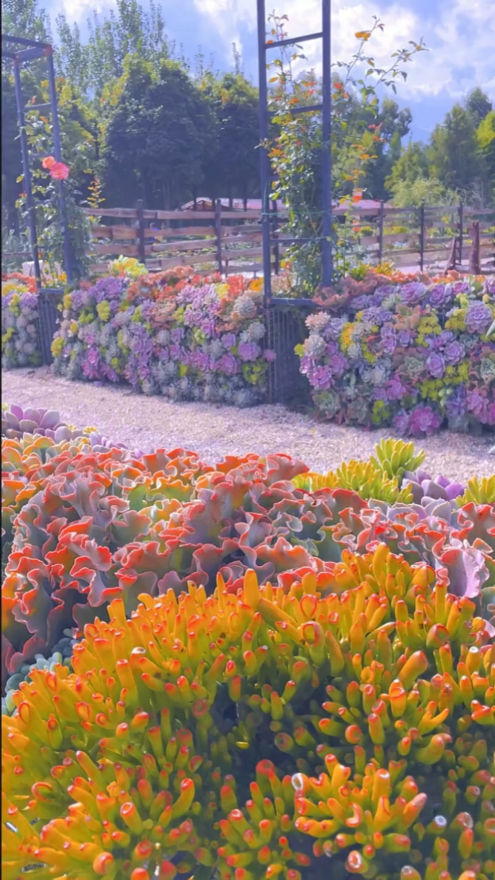 大理木石多肉庄园漂亮太漂亮了