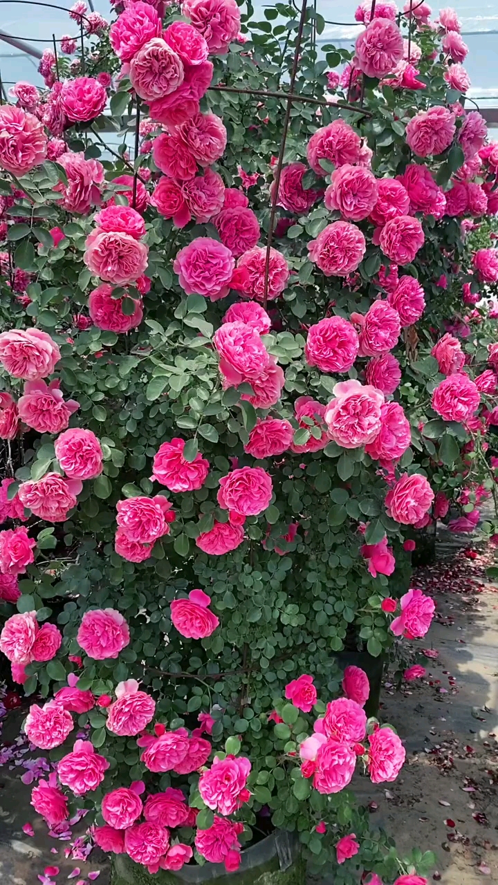 藤本月季粉色達芬奇,花量多花期長,多季循環開花