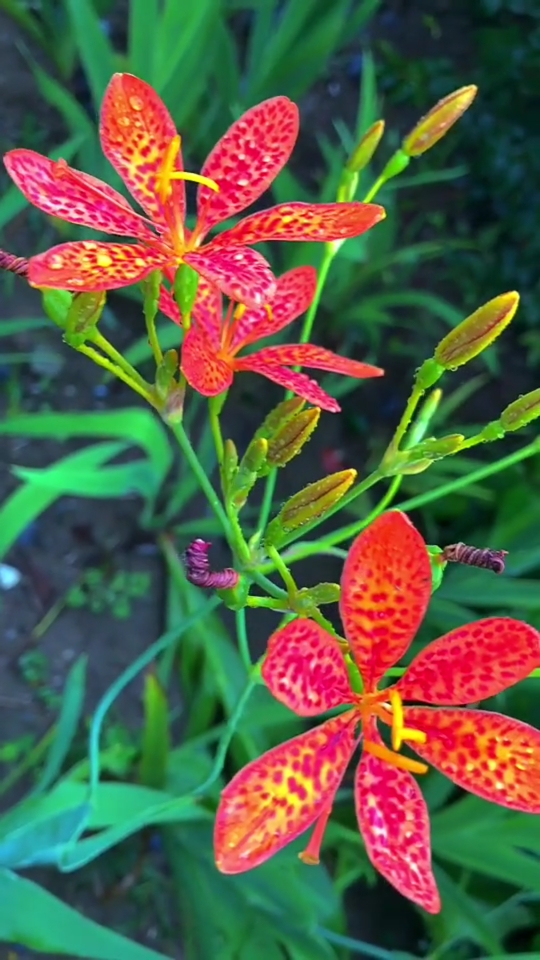 家花野花鲜花#山上的小野花,特漂亮吧