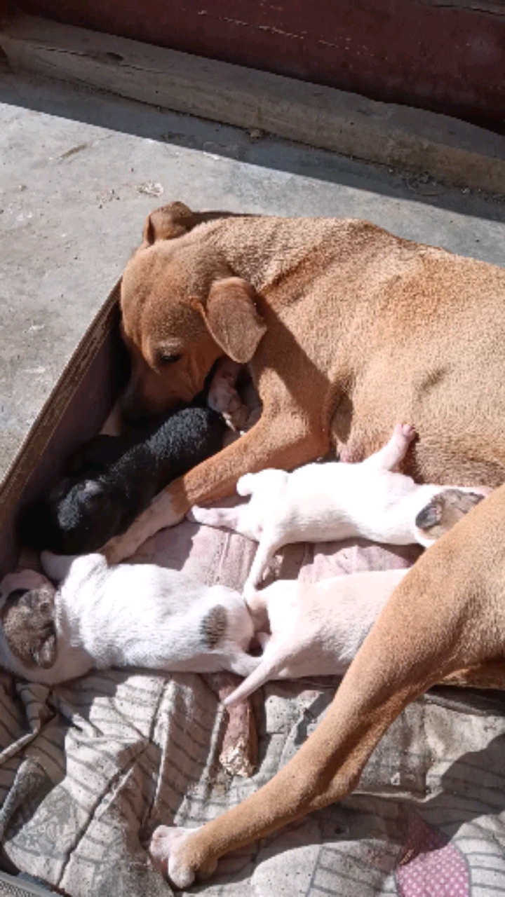 一月一号大狗生了三白一黑,四只小狗