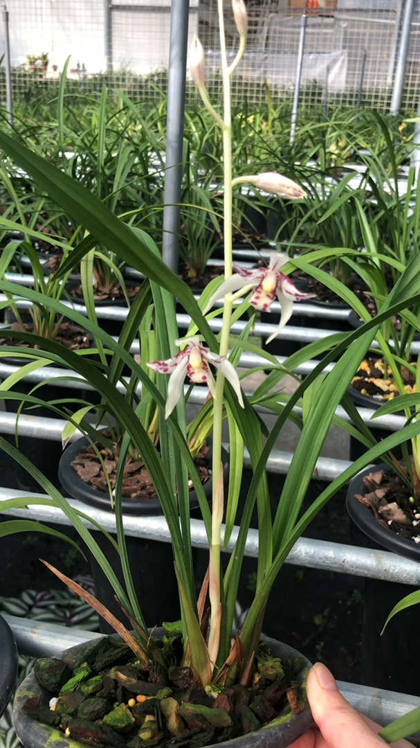 兰花#建兰雪舞红尘三星蝶白色和红色相结合的美