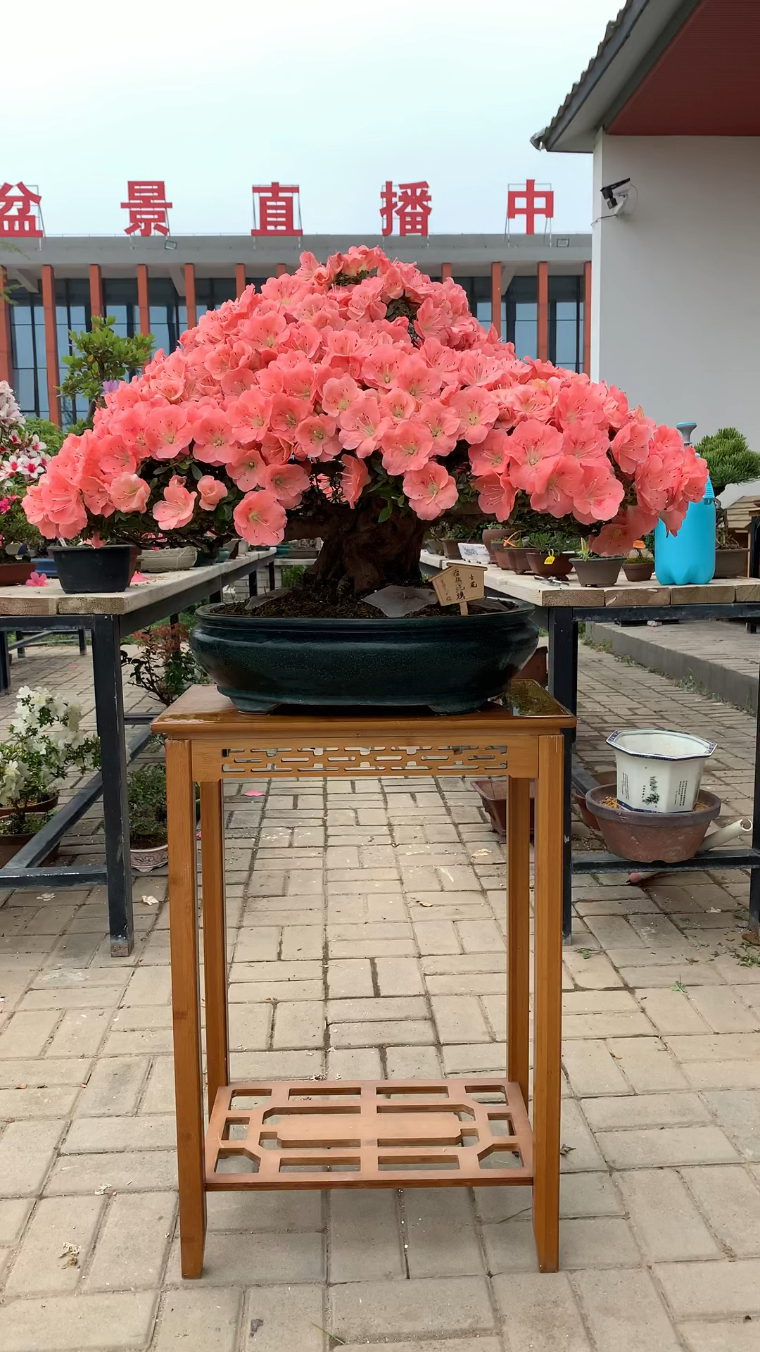 进口杜鹃若惠必须盆景