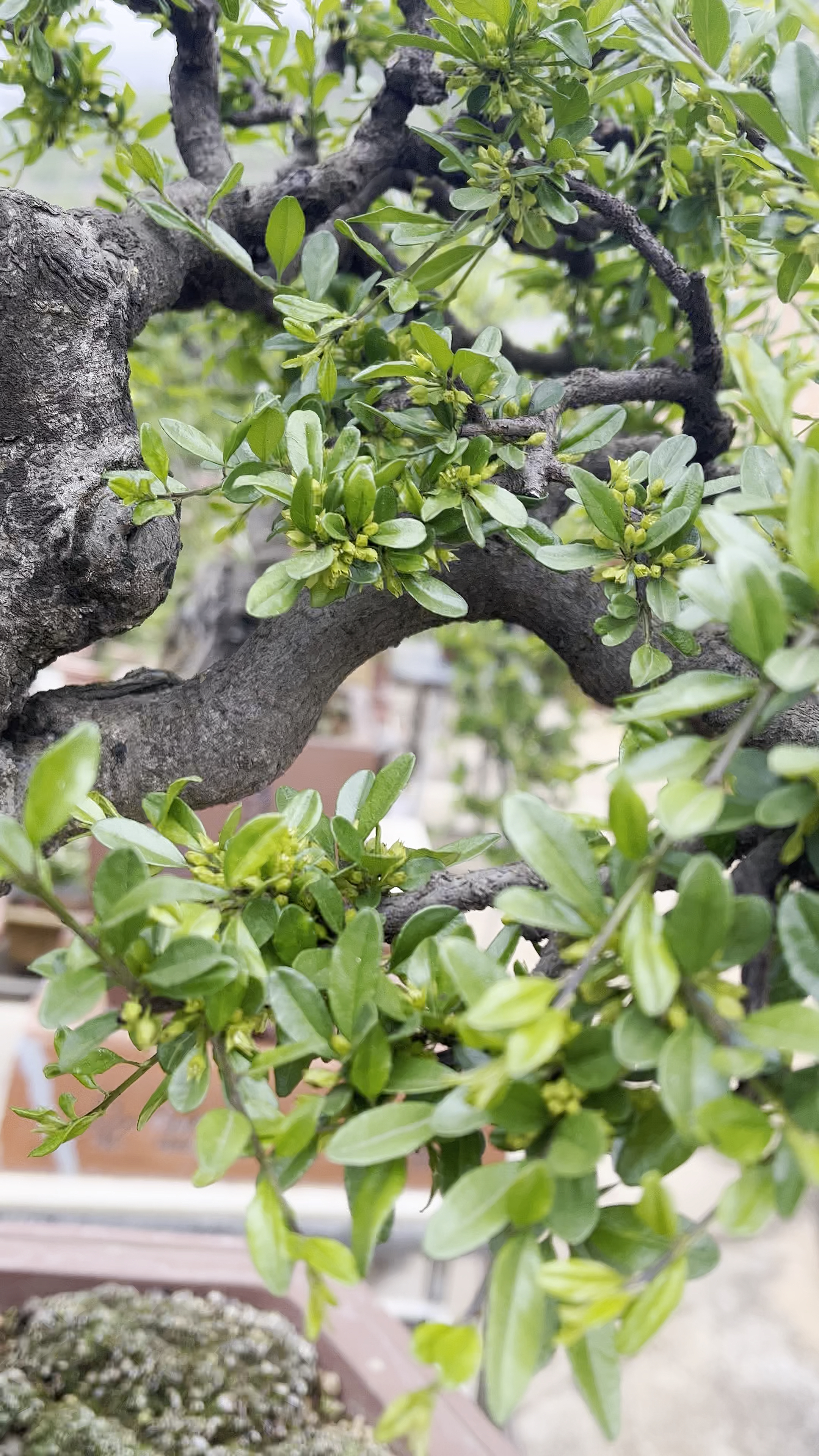 盆景素材#铁马鞭精品