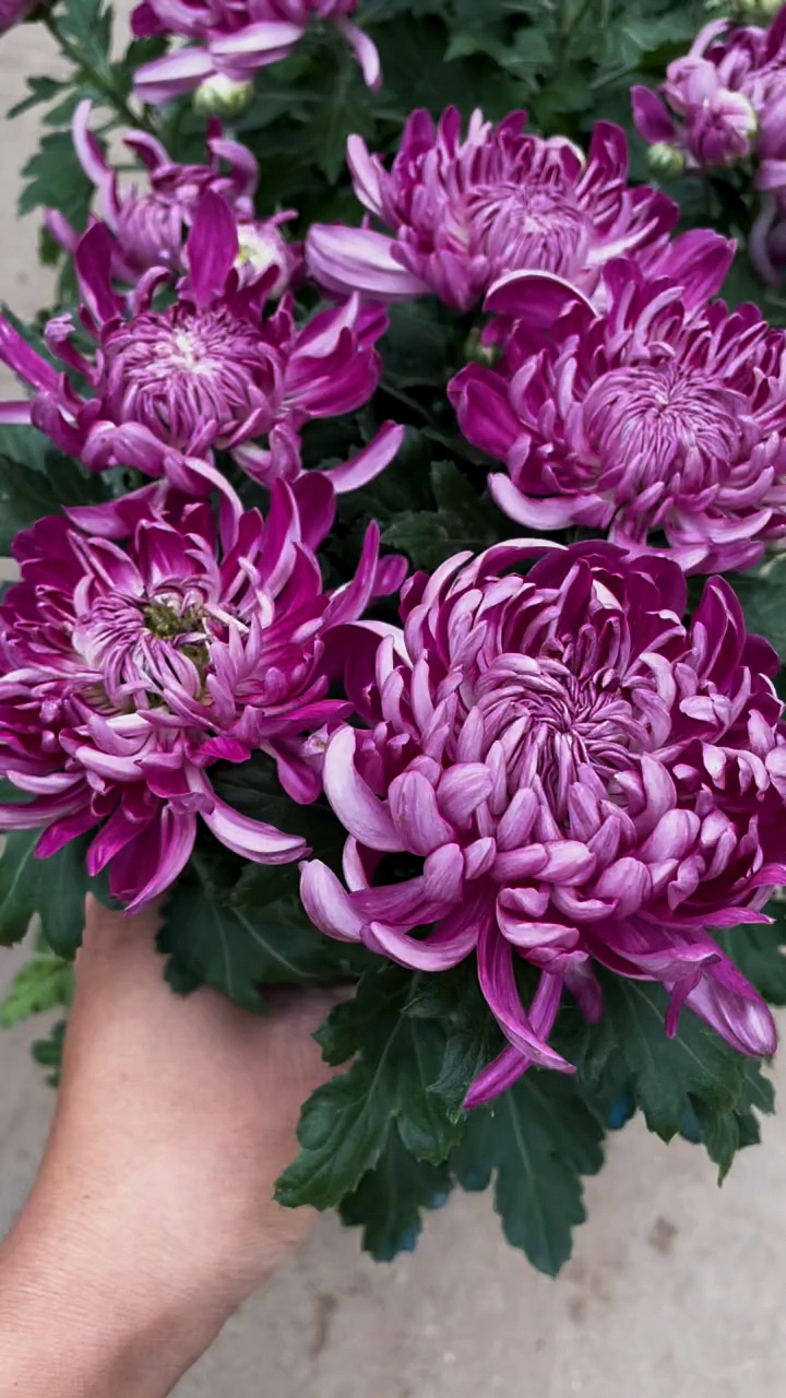 这么大的绣球菊花,你不喜欢吗