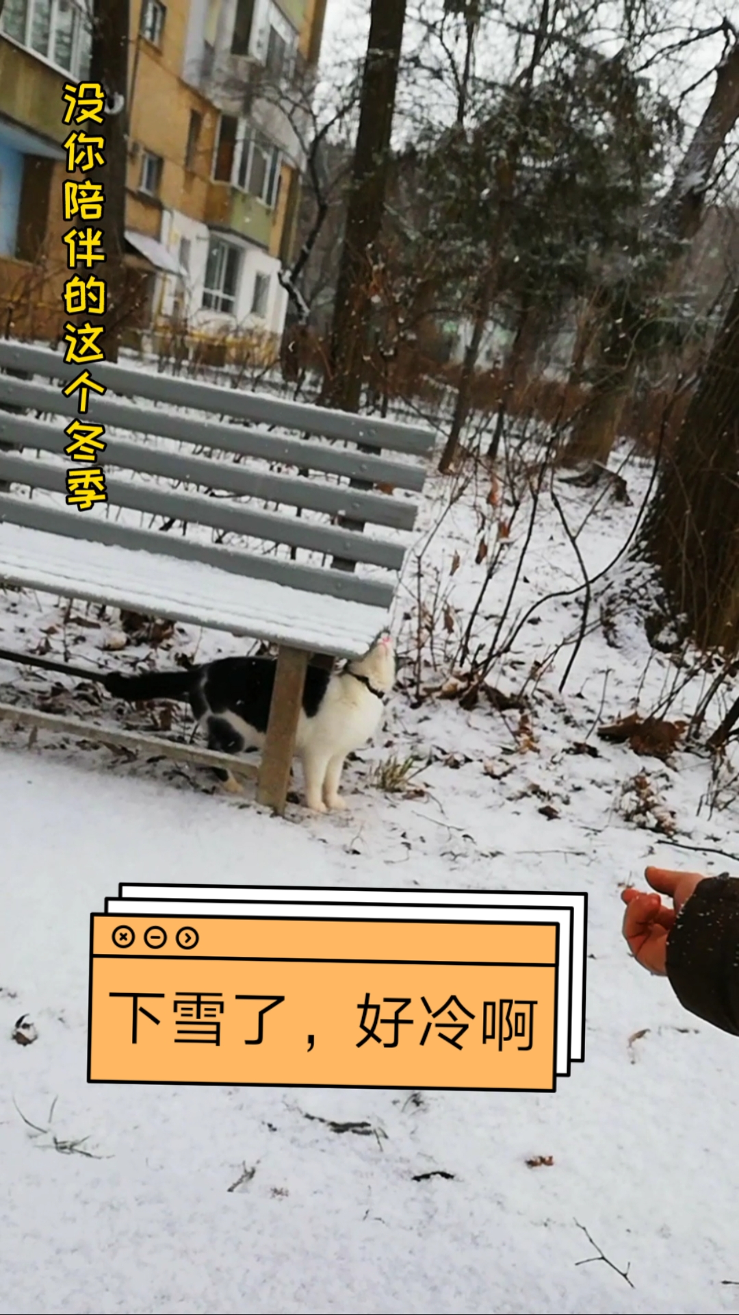 下雪了#下雪了,没你陪伴的冬季,罗马尼亚好冷啊!