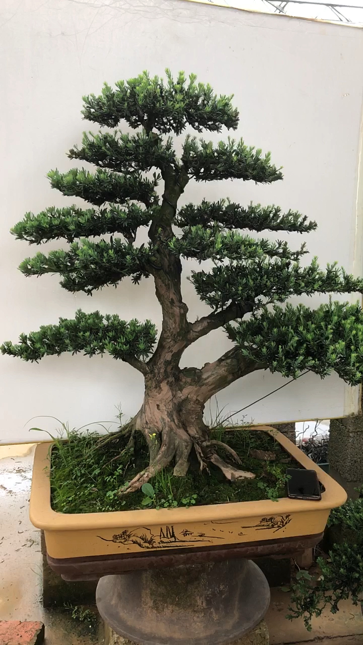 千奇百怪盆景桩#又一棵造型飘逸的罗汉松盆景