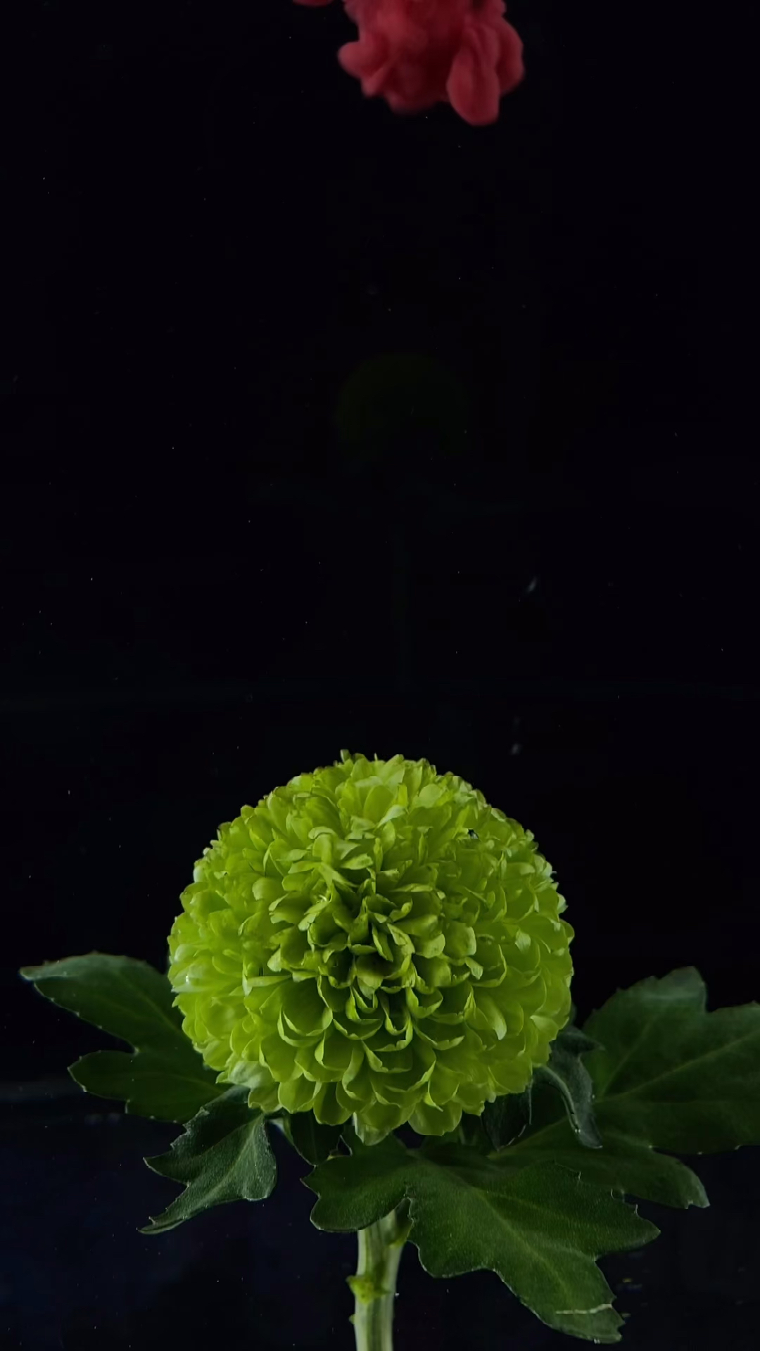 音为有你#暗夜中寻光,荆棘中生长."拨云终将见日".