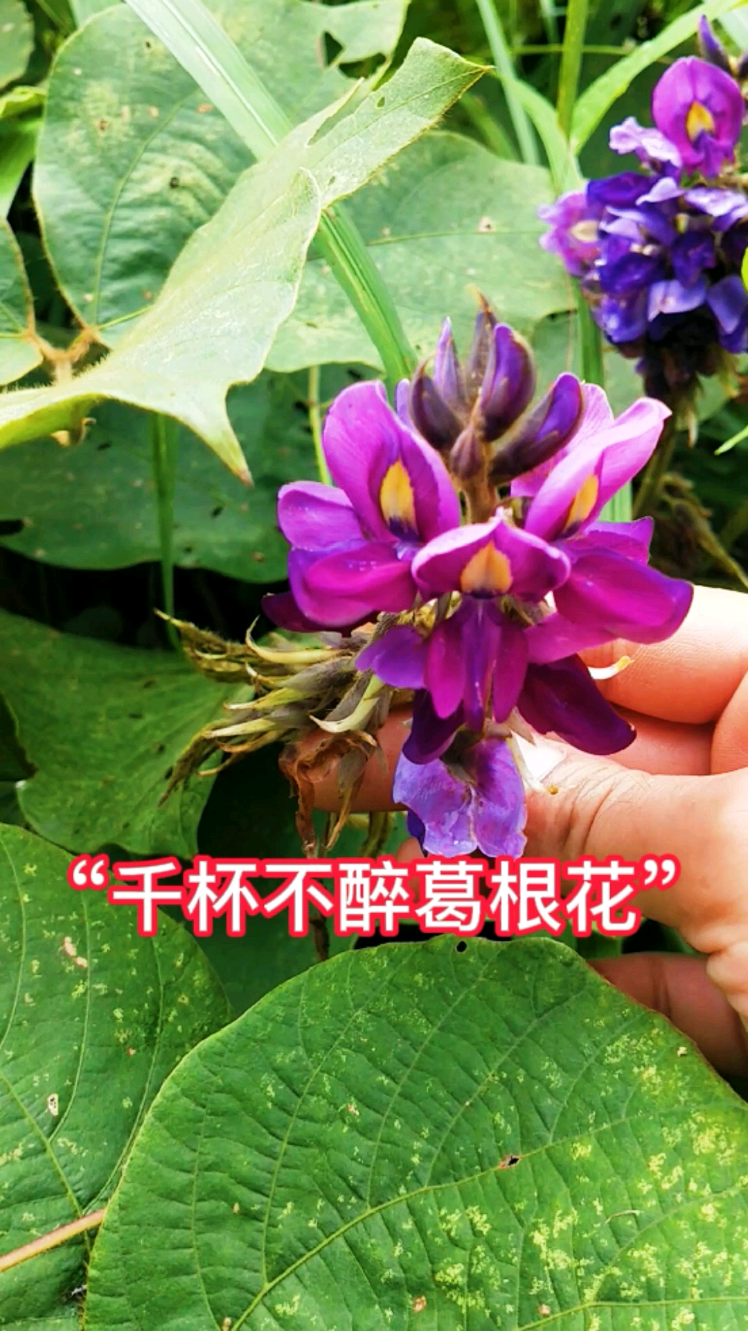 葛花就是葛根的花,它在民间有"千杯不醉葛根花"的美誉