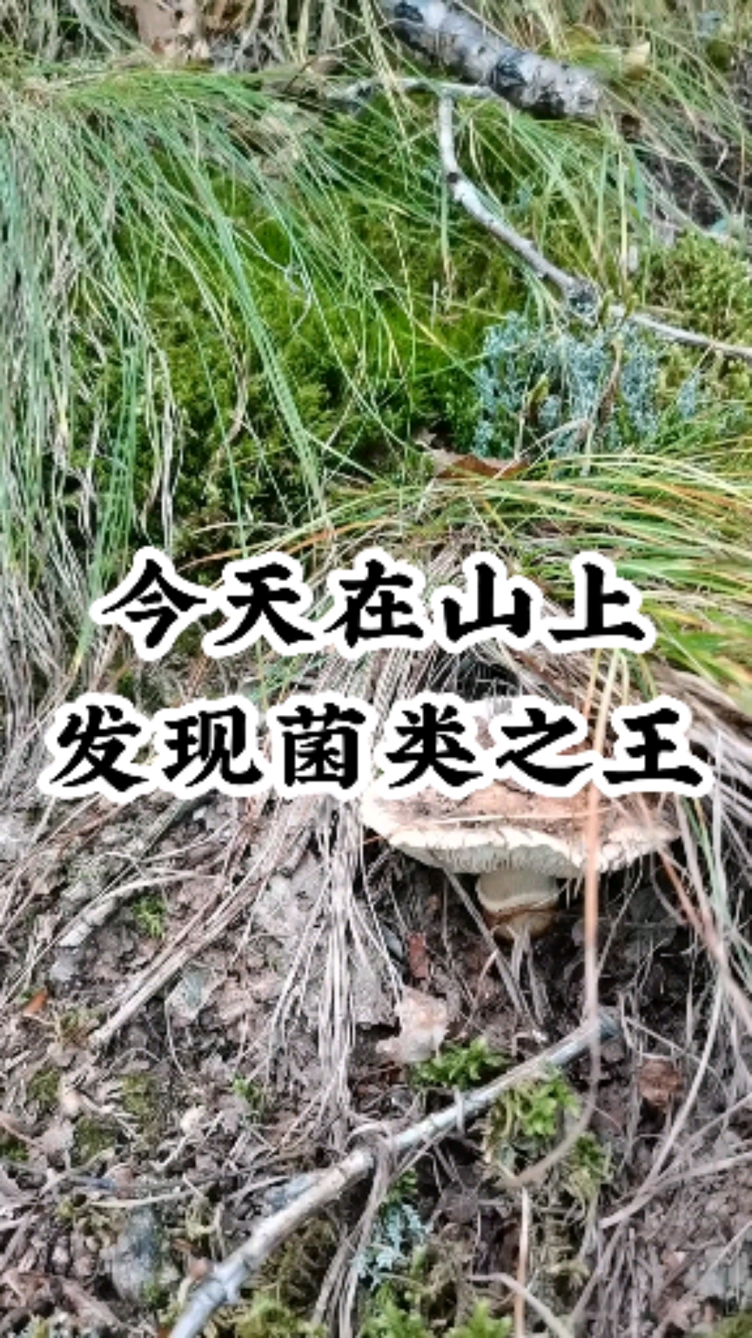 舌尖上的美食#菌类之王野生松茸