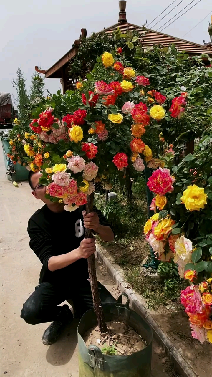 腾彩红变色龙树桩月季