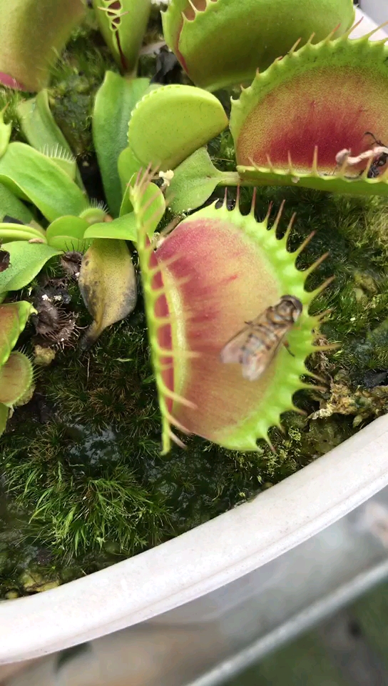 食虫植物#抓拍食人花捕蝇草活捉苍蝇