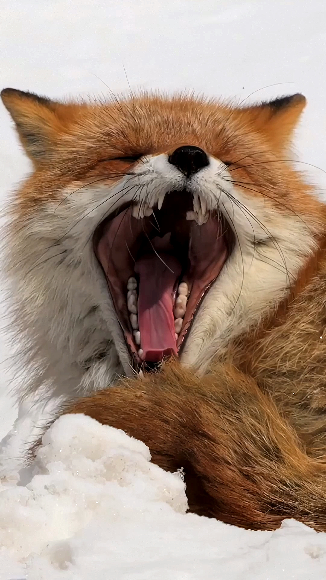 探纪自然#原来狐狸困的时候也会打哈欠,嘴巴可以张这么大,你一定没