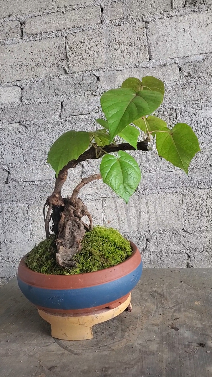 盆景#山采野葡萄老桩