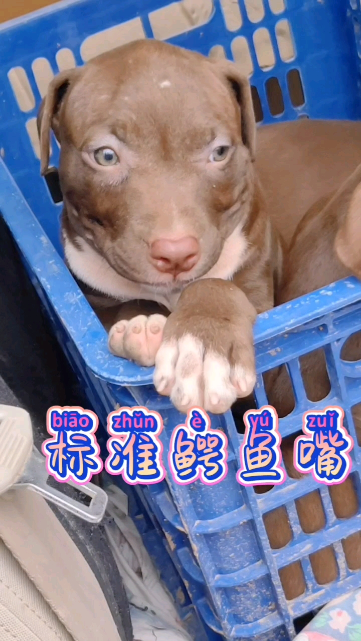 比特犬鳄鱼嘴猎犬跑山好帮手