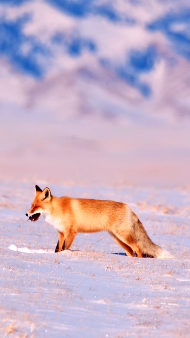 狐狸雪地捕食