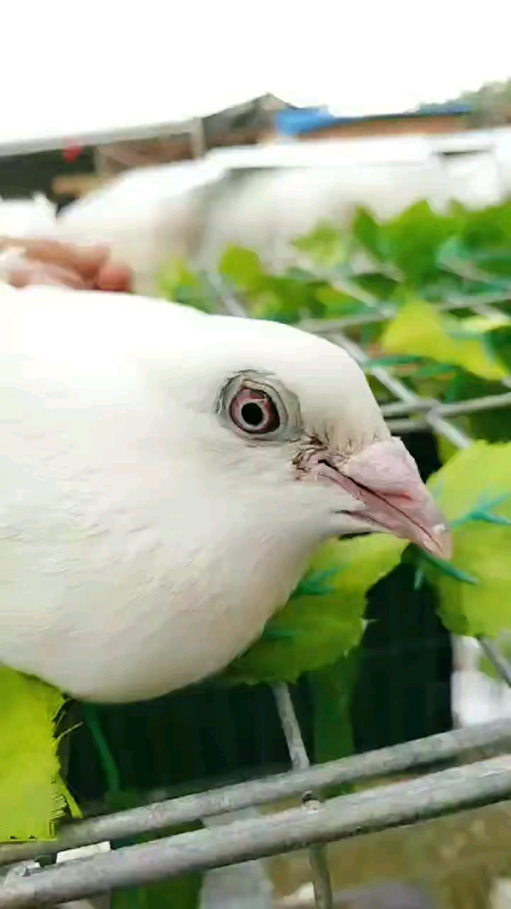 鸽魔#一对漂亮的白信鸽.