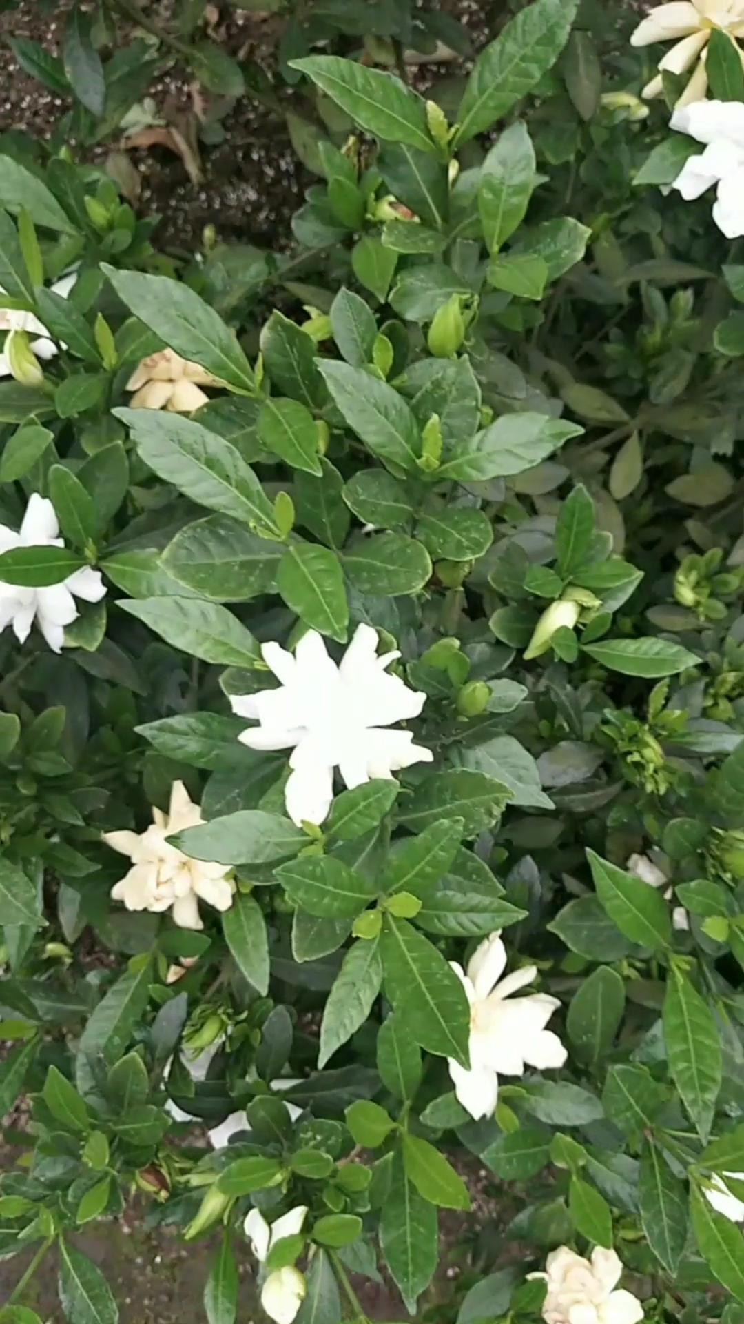 泼花成画#3年多小叶栀子花又复花快爆枝了,期待明年更多花