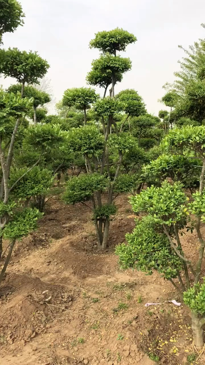 造型小叶女贞#小叶女贞造型树,四季常青,庭园绿化风景树系列.