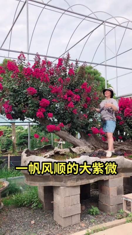 精品老桩红花紫薇,花期长达120天,耐寒耐旱南北方都可以栽植