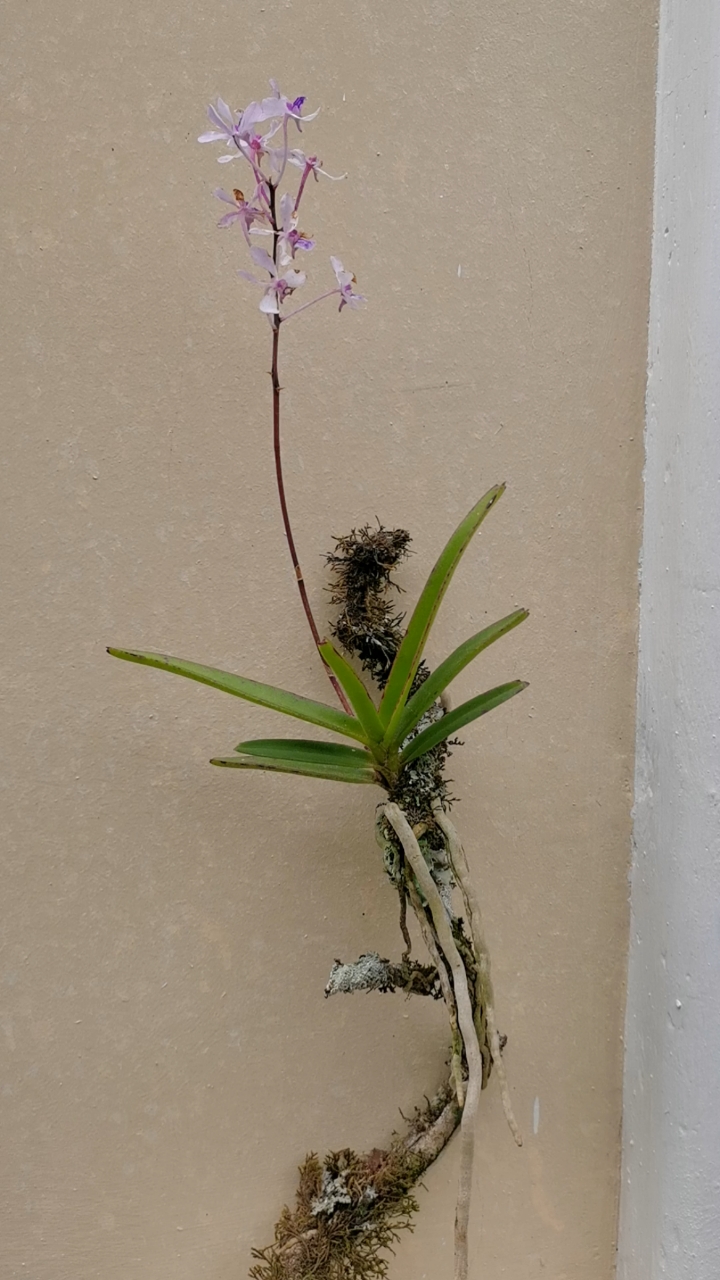 石斛记#亭亭玉立,宛若少女,小花万代兰