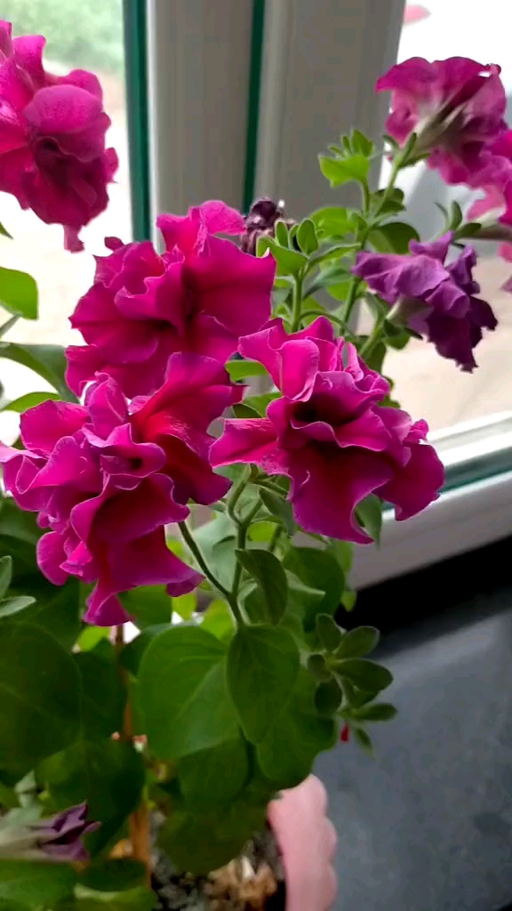 重瓣牵牛花漂亮吧.