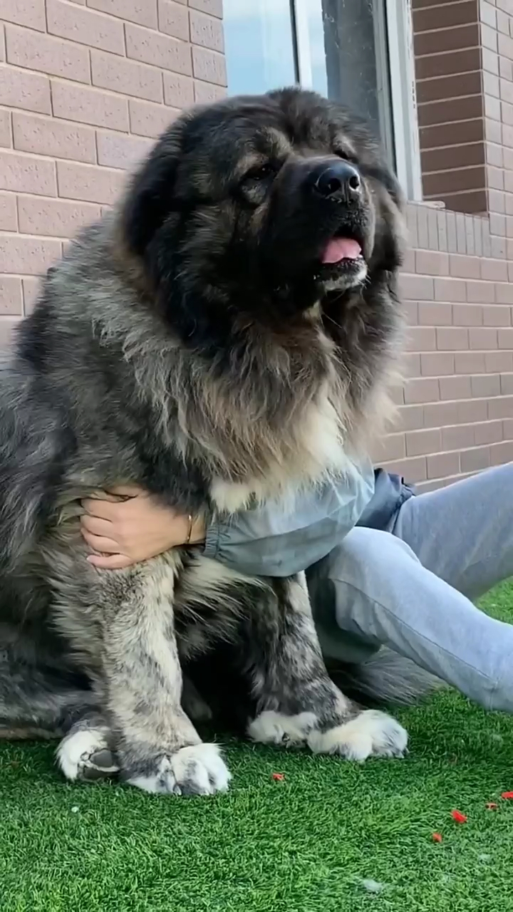 高加索#高加索犬