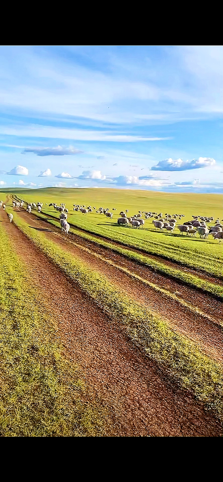 的美#呼伦贝尔大草原归家的羊群在蓝天白云下行走形成一幅美丽的画卷