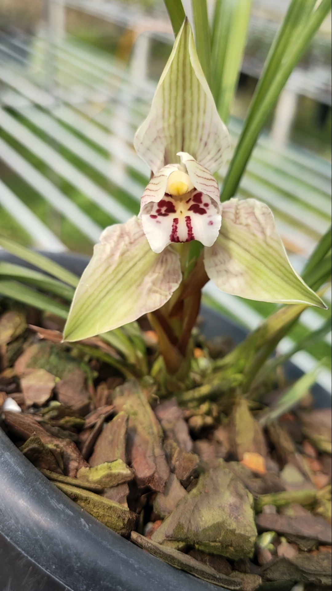 春兰～余江蝉兰花经典的大蝉翼花很香哦