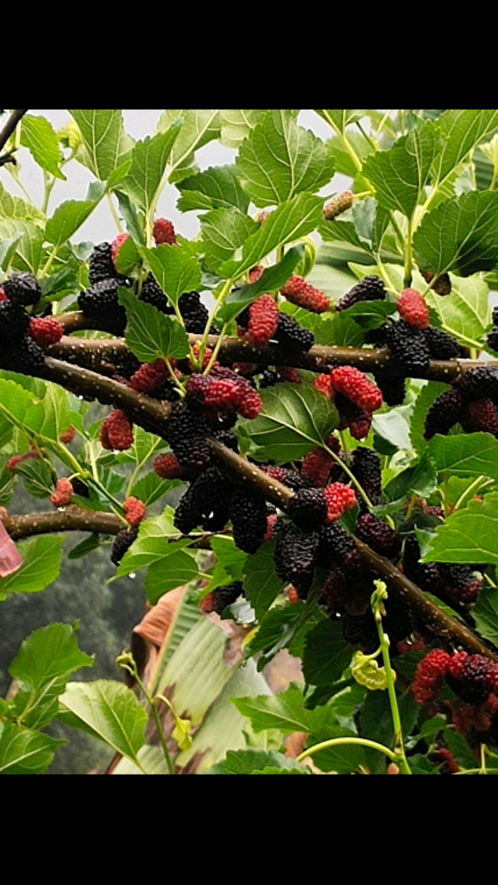 自家果园,桑椹果,酸酸甜甜的水果