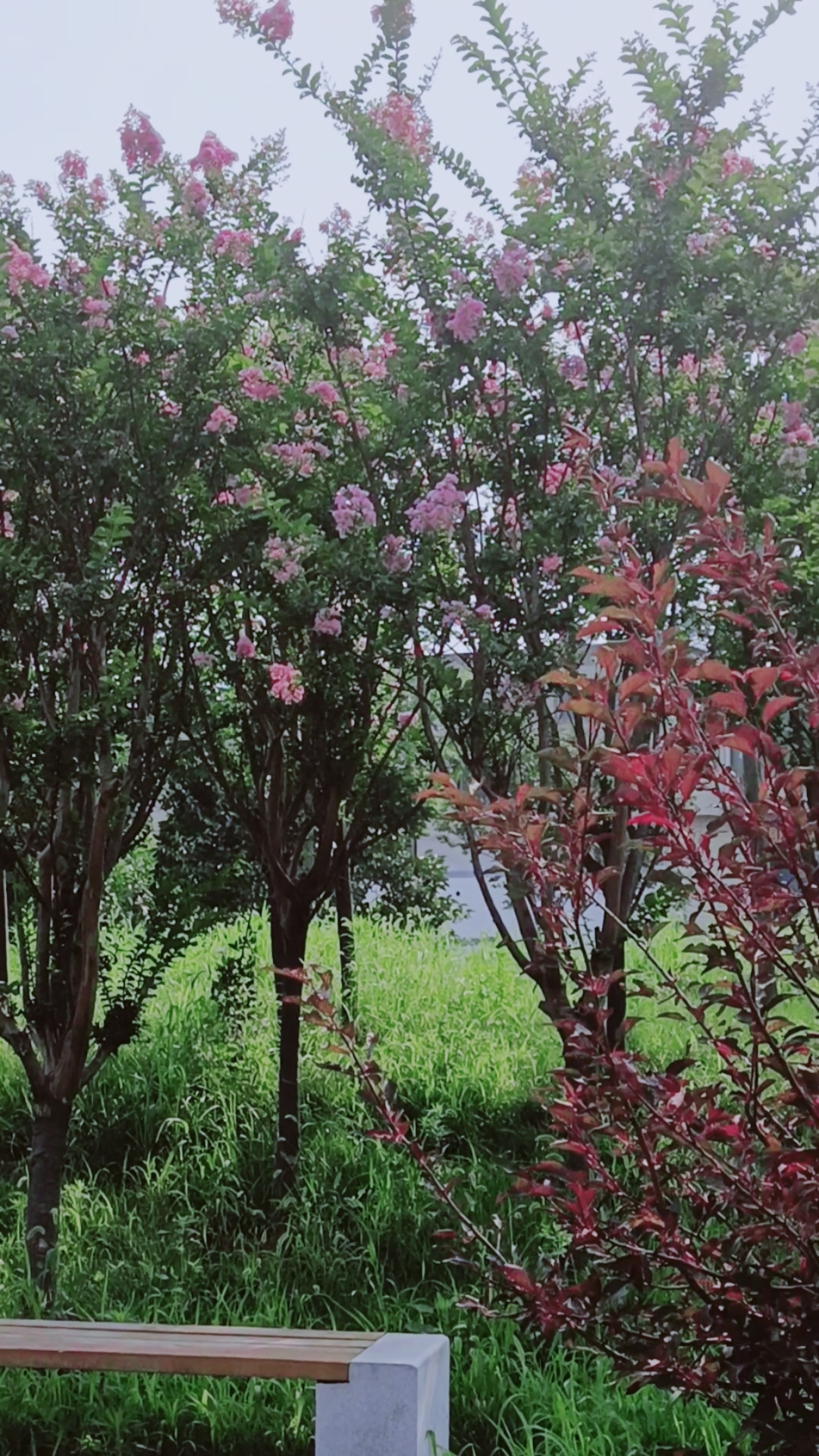 旅游进行时一排漂亮的紫薇花树