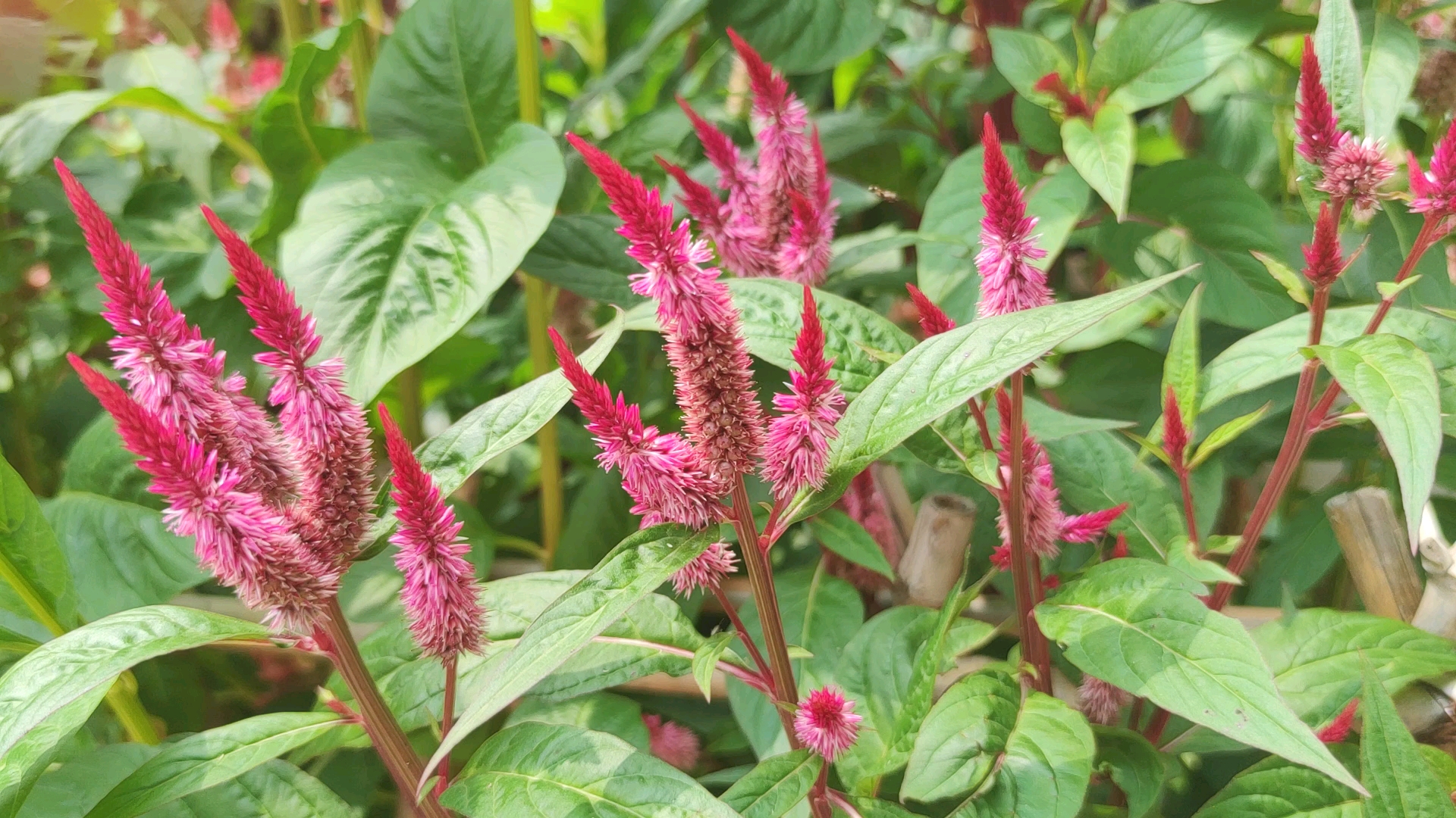 鸡冠花#盛开的鸡冠花竟如此骄艳.