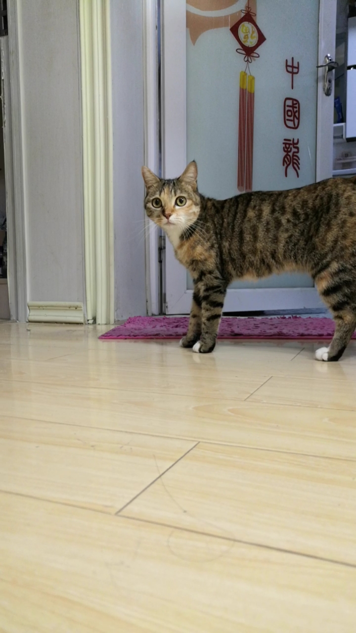 混血狸花猫#小猫:那家伙又在拍我赶紧溜