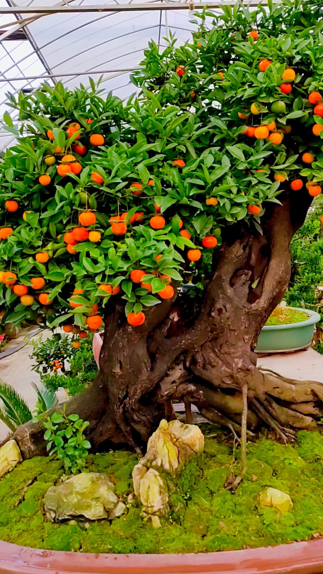 千奇百怪盆景桩满树红果的金弹子