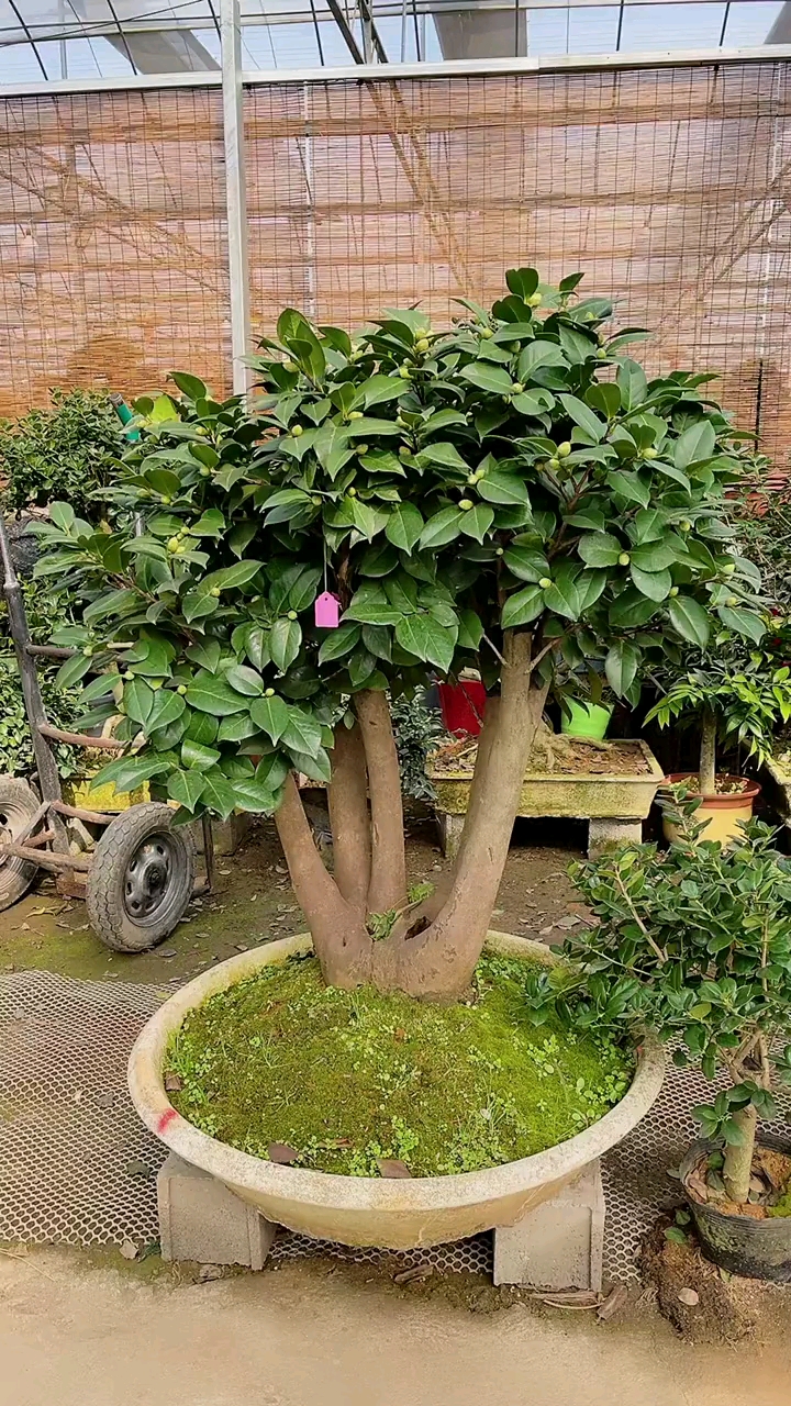 精品茶花老桩盆景