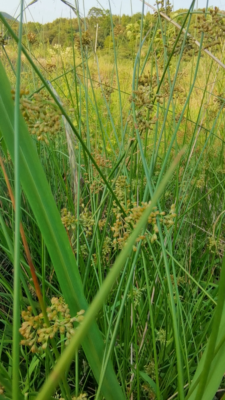 秧草水灯心野席草龙须草水灯草水葱