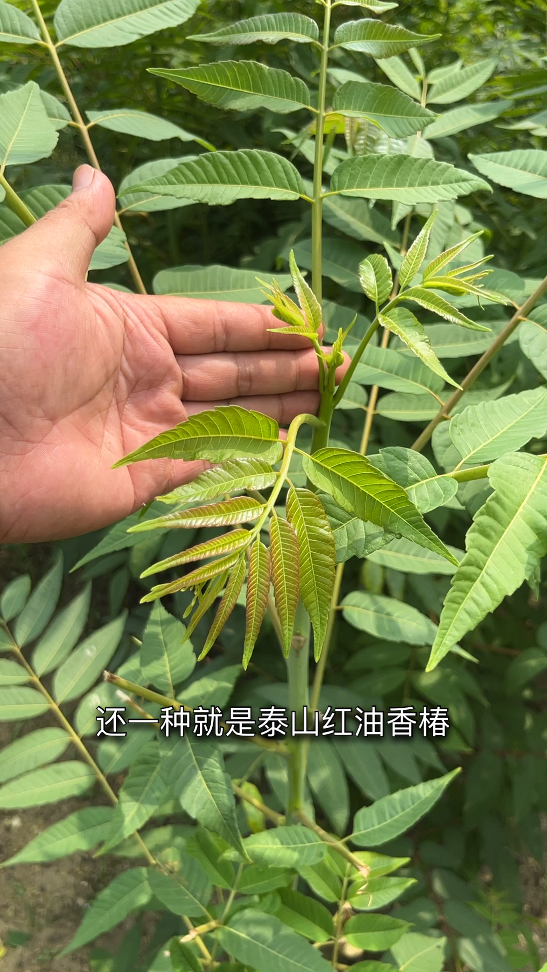 一年泰山红油香椿苗和两年苗都可以