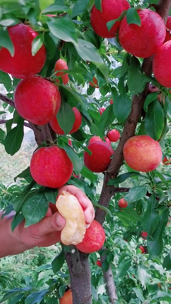 大红袍李子,离核品种,口感脆甜,产量高