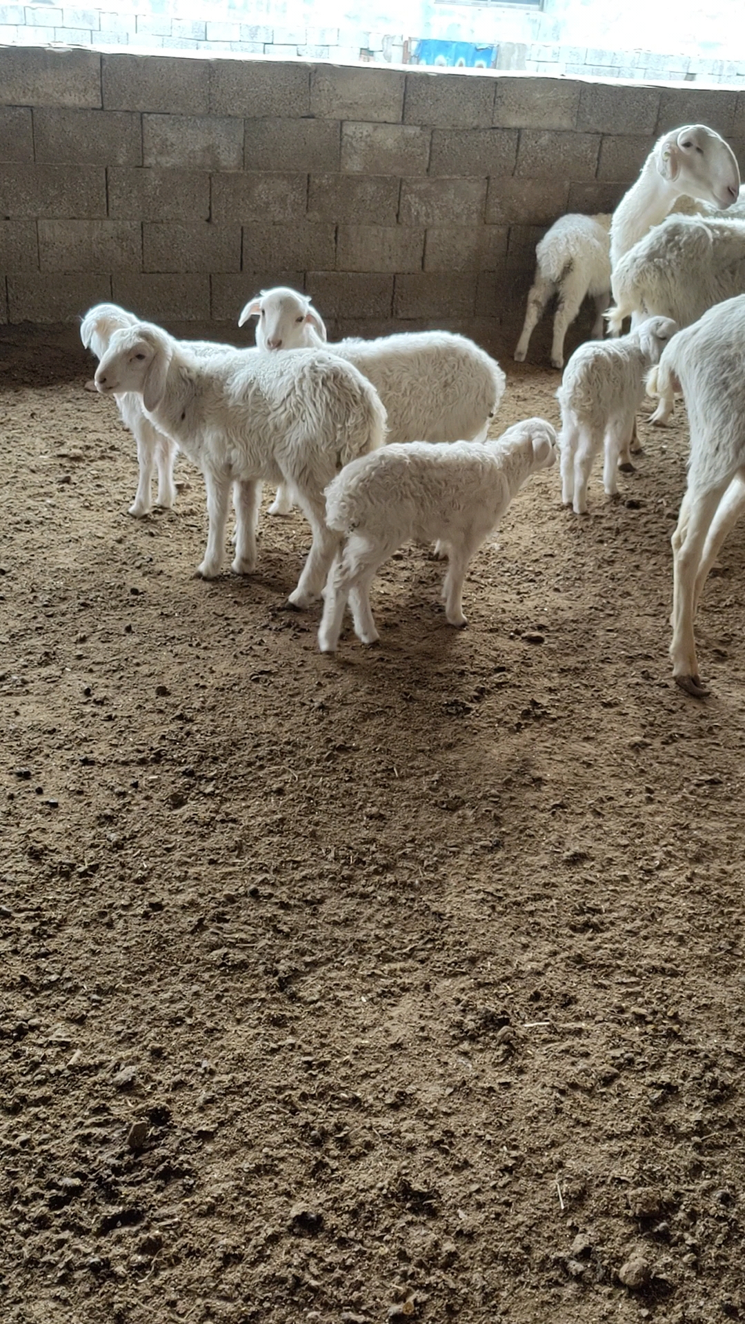 湖羊养殖#陕西延安湖羊养殖基地湖羊一窝产三四只羊羔