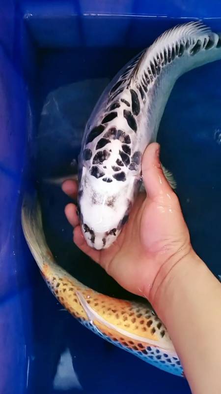 展示最美独特优质招财辉龙锦鲤-度小视