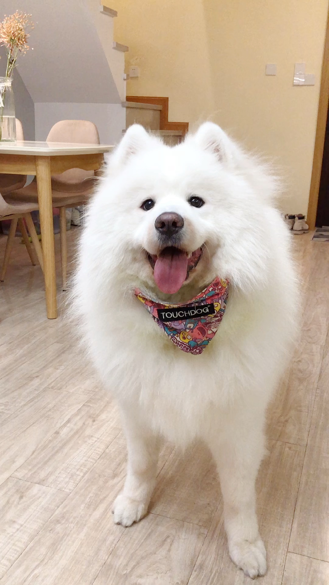 怎么有这么好看的小狗狗?