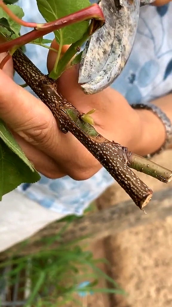 杏樹嫁接後15天后要觀察成活情況