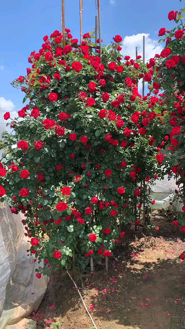 藤本月季鲁硕红,花量多花期超长