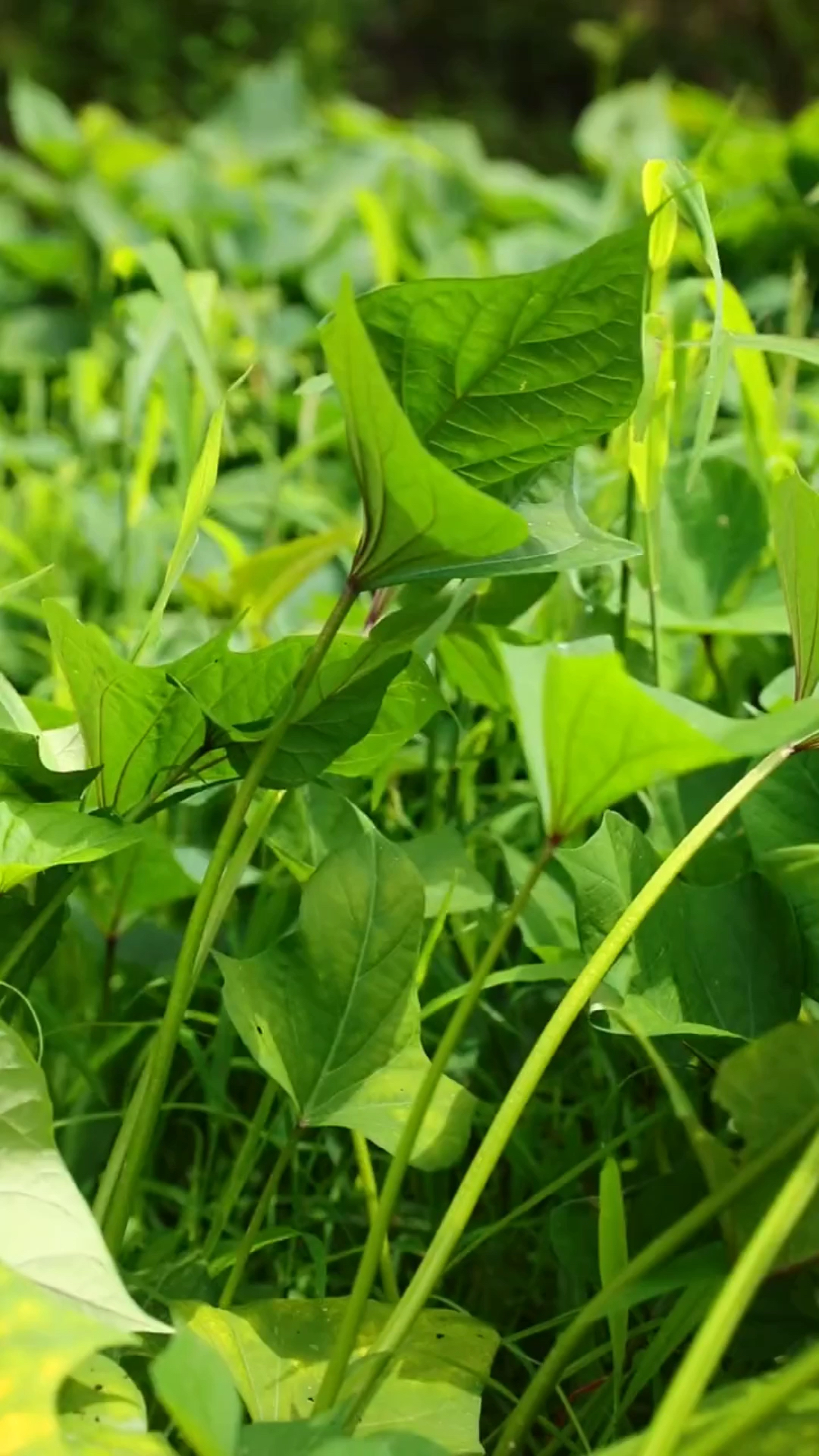 家乡特色美食红苕藤炒腊肉你吃过吗