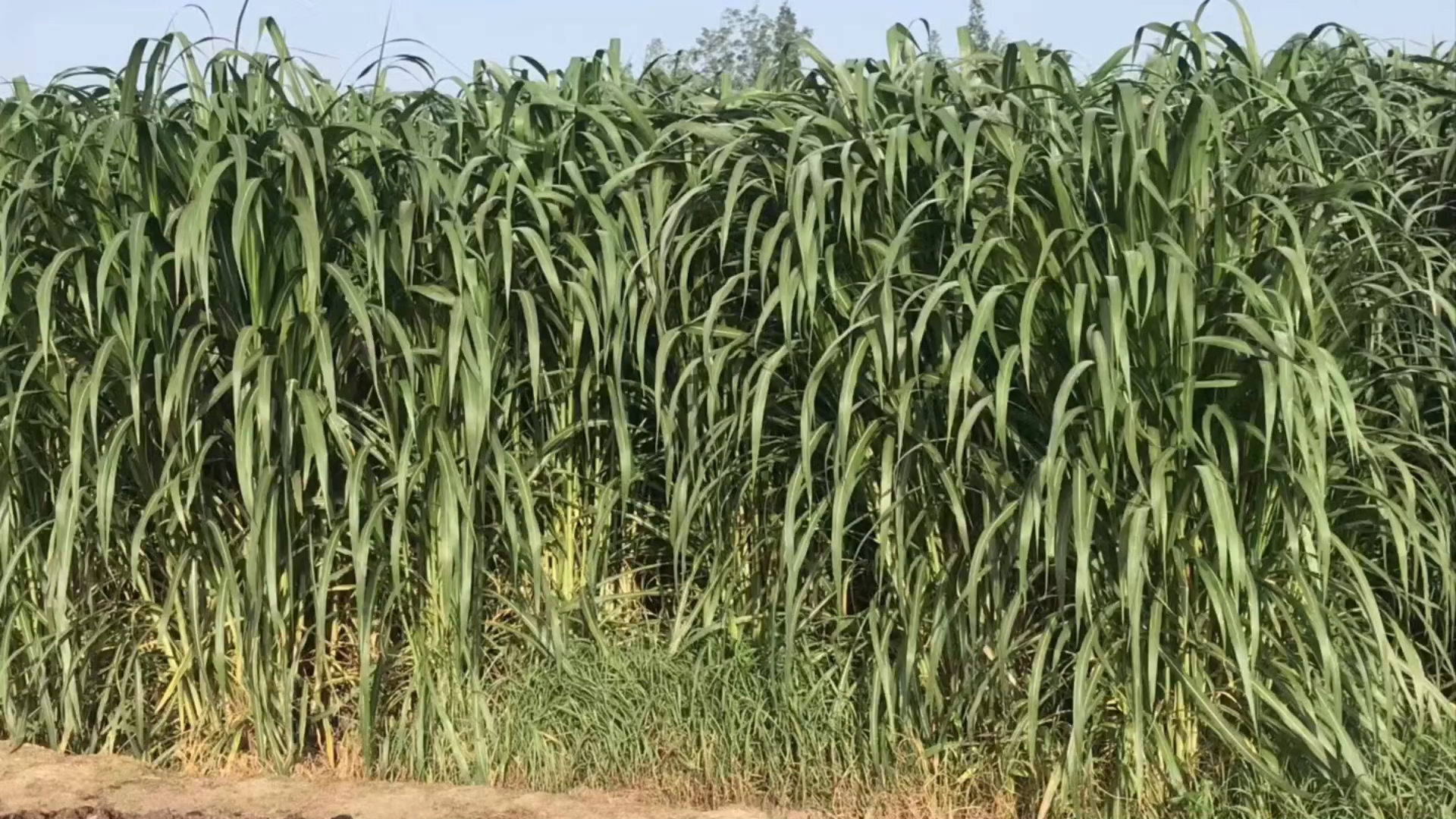 高产牧草种子#高产牧草军粮一号,种芽种植,多年生牧草军粮一号