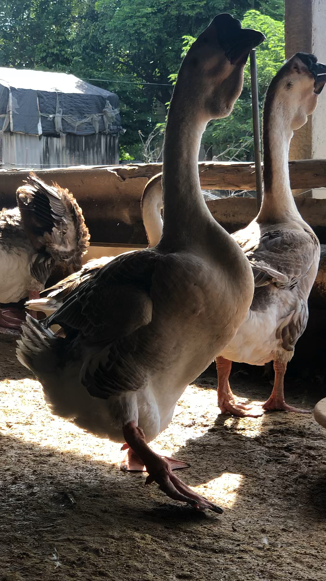 体型最大的狮头鹅