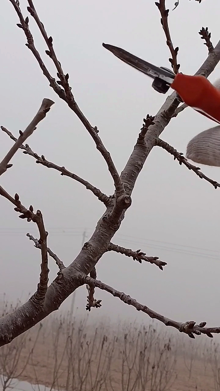 我要上热门#大樱桃树主长枝修剪技术分享(一)