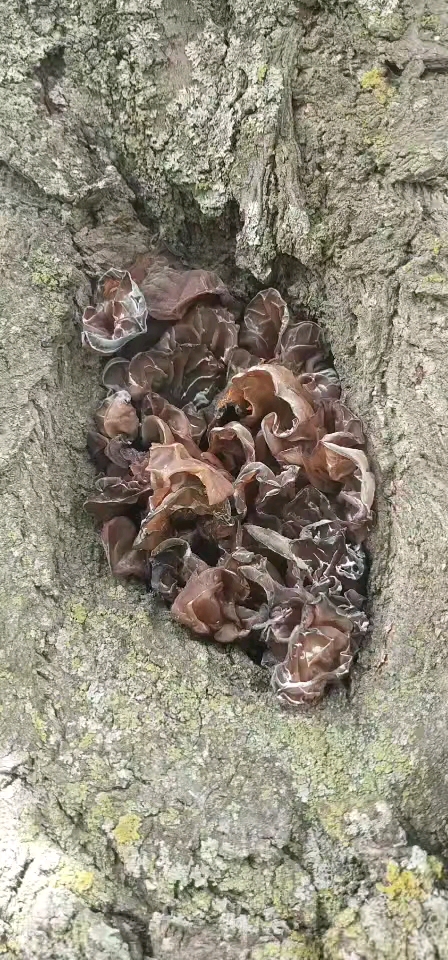 音为有你#杏树上的蘑菇能吃吗,求解?