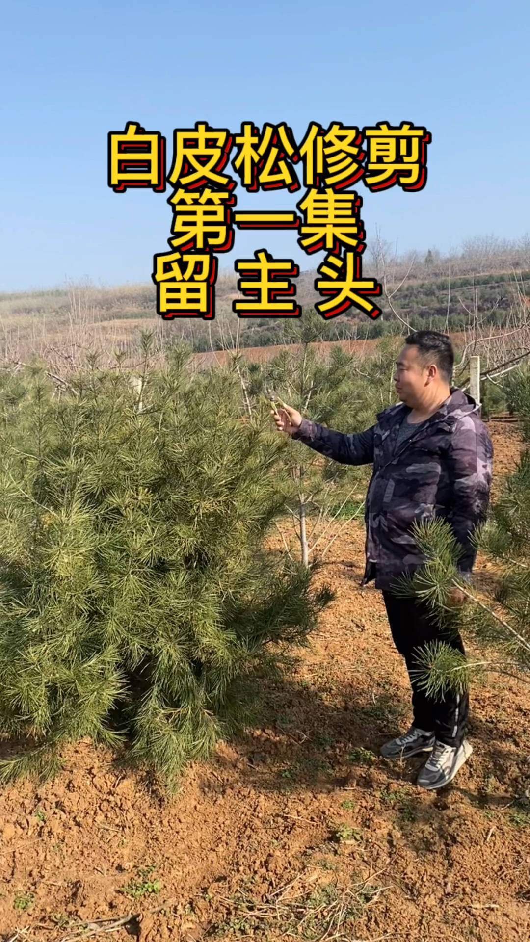 兄弟白皮松第一集白皮松可以修剪吗白皮松树如何修剪白皮松苗木主头去