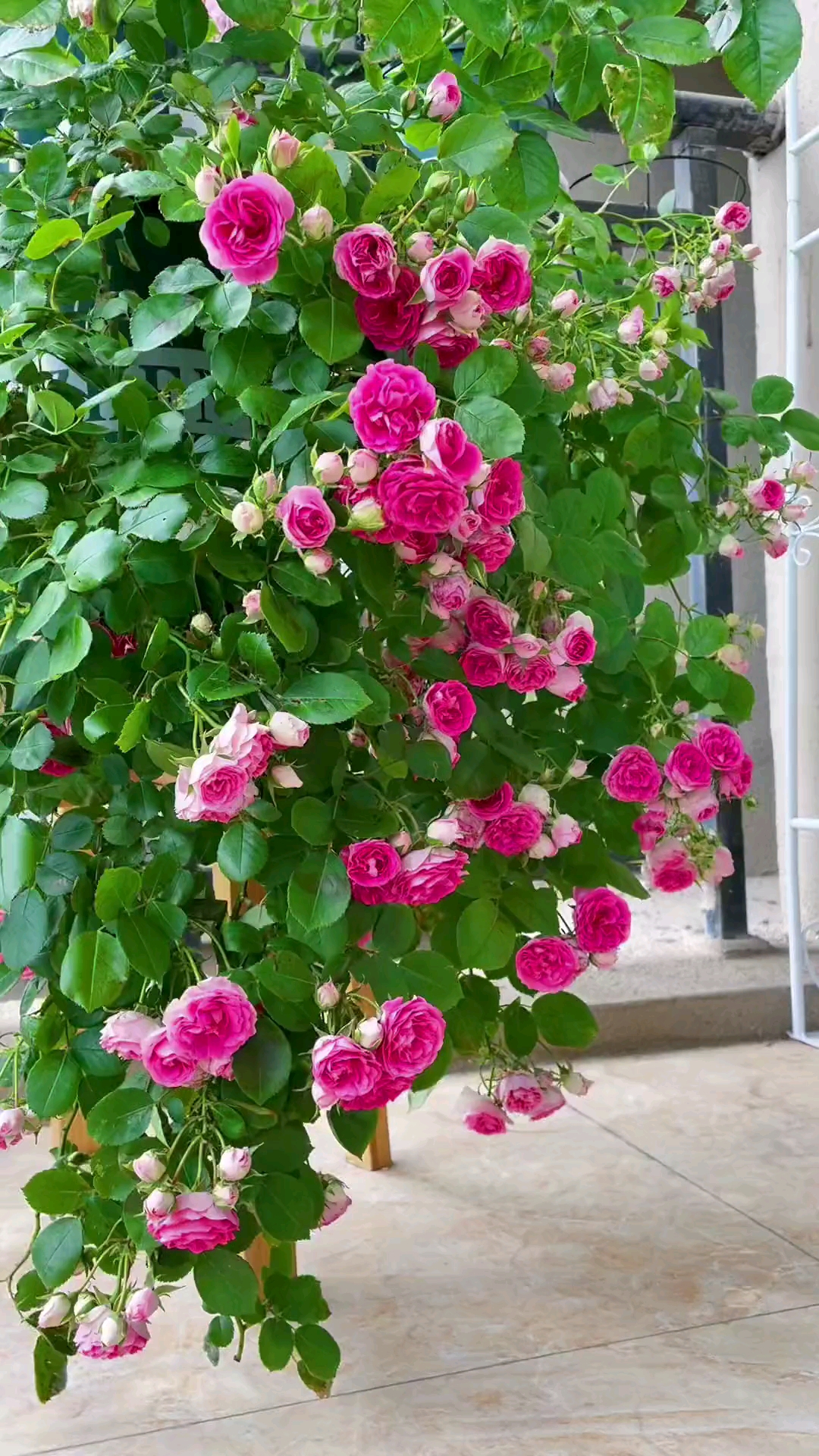 藤本月季胭脂扣花量多花期长多季循环开花