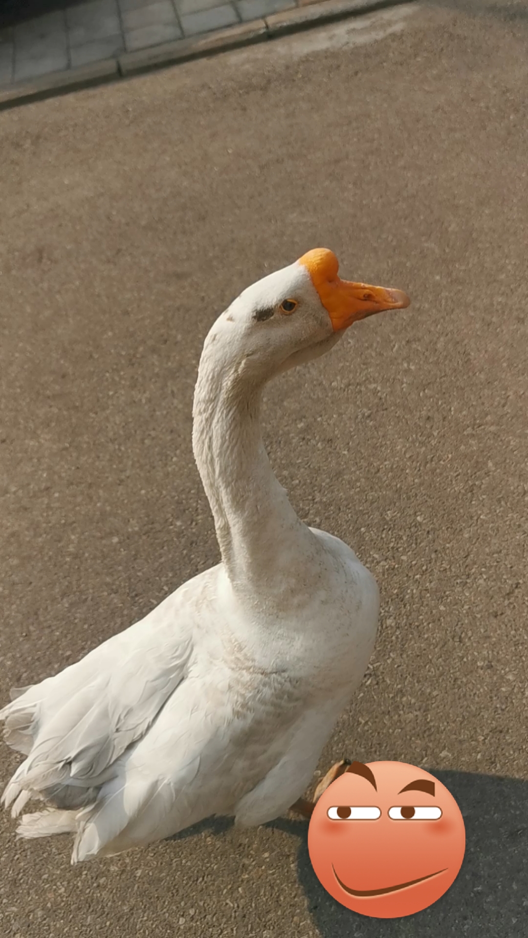 我家萌宠成精了#大白鹅也有耍脾气时候,看主人让他快走,就抗议叫唤